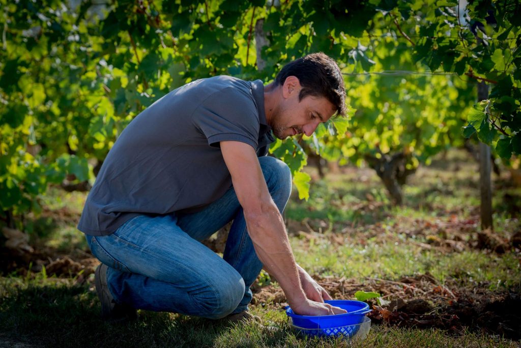 Quelle est la différence entre un viticulteur et un vigneron ?